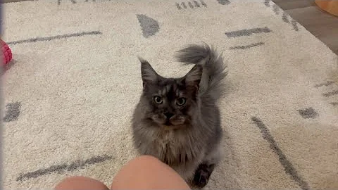 Watch the video about Reo | Maine Coon Days in my life with my cats