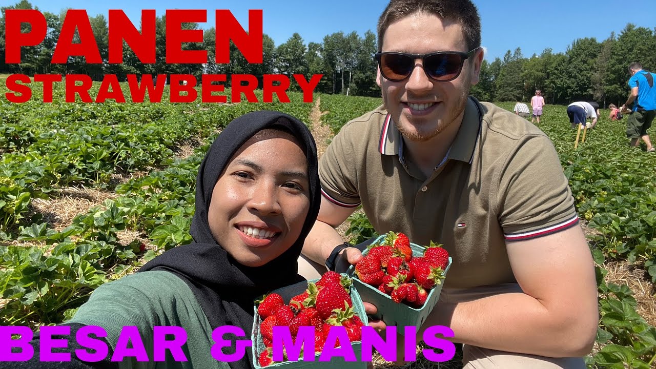 Panen strawberry || ketemu berry kembar