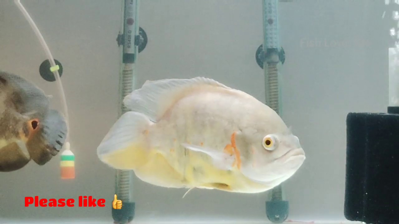 Oscar s fish growth. - YouTube