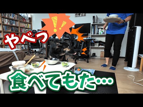待っててって言ったのに…!戻ったら愛犬が昼ごはんをフライングしてましたw