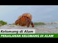 Perjalanan Kelomang di Alam | Relaxing Video | Crabpedia