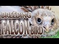 FALCON BIRD BREEDING in QATAR
