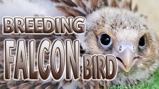 FALCON BIRD BREEDING in QATAR