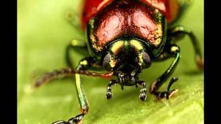 Ecopoetry: Beetle on a String by Vince Gotera