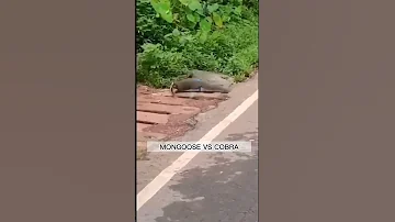 Мангуст мочит Кобру прямо на дороге на глазах десятков людей