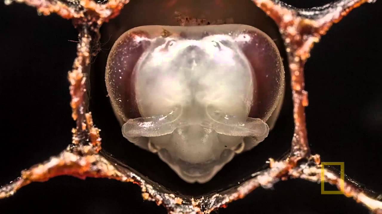 睡眠不足の虫は作業が雑になる | ナショナル ジオグラフィック日本版サイト