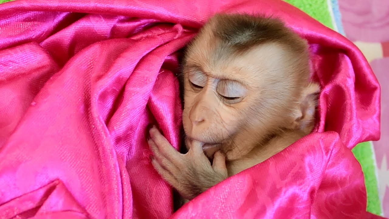Cute Monkey | Reaction Baby Monkey Bela Sleep Midday In Beautiful Red Curtains