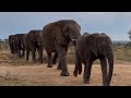 The Elephants Head Home, Together ✨🩷