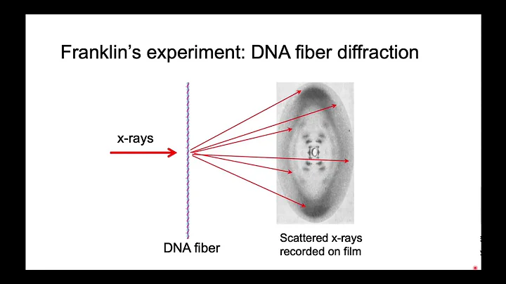 Photograph 51 explained