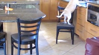 賢すぎるビーグル 動画が決めてで御用