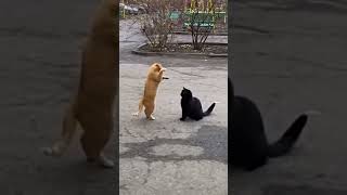 Драка котов пошла не по плану! 😂