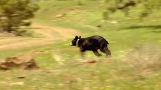 Rescued Bear is Wild and Free | Born To Be Wild: Black Bear Rescue with Amanda Burton | BBC Earth