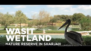 Places to go in sharjah #uae##wasitwetland#trending #dubai#birds #conservation #explore #sharjah#fam