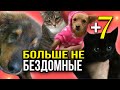 + 7 спасёнышей отправляются домой | Кому повезло на этот раз?