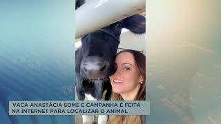 Médica pede ajuda para encontrar vaca de estimação desaparecida