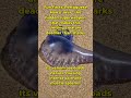 Portuguese Man o' War vs Sharks — the truth behind the real ocean threat