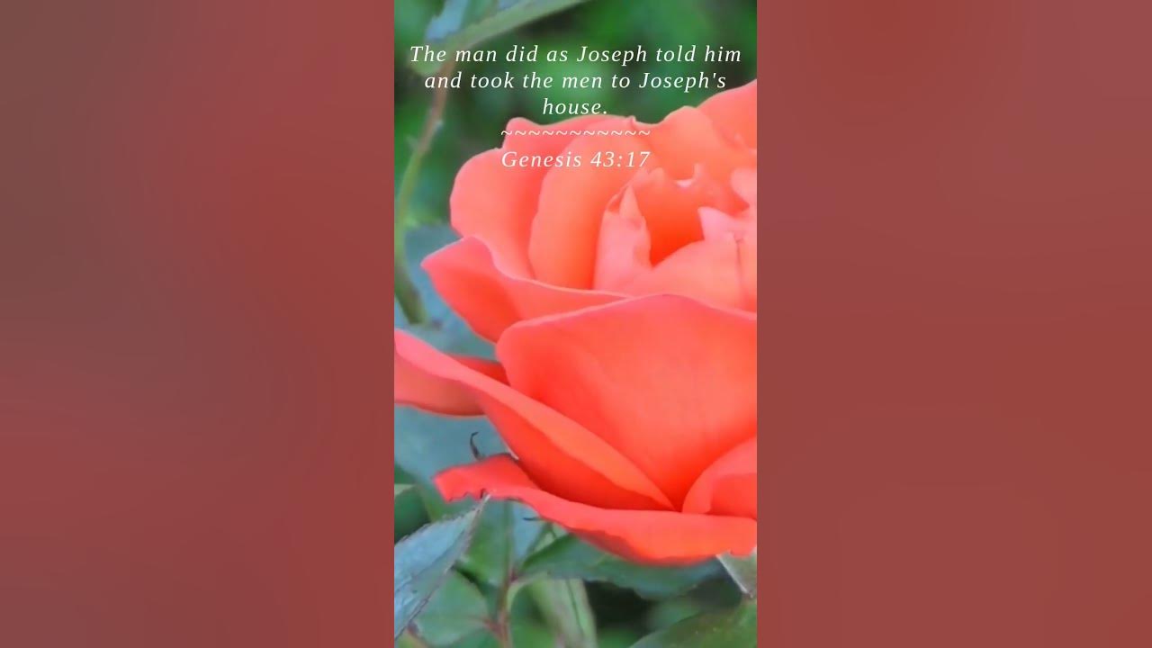bible-genesis-43-17-the-man-did-as-joseph-told-him-youtube