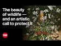 The Beauty of Wildlife — and an Artistic Call to Protect It | Isabella Kirkland | TED