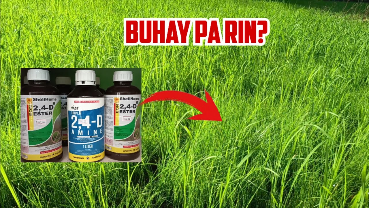 Bakit Buhay Pa ang Damo Pagkatapos Mag-Herbicide sa Palay? 7-Day Guide at Herbicide Common Mistakes