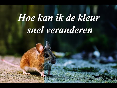 Video: Hoe Om Letterkleur Te Verander