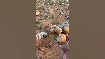 الفقع الكما نبات فطري يظهر بعد هطول الامطار في الموسم ويعتبر من الذ و اثمن انواع الفطريات 