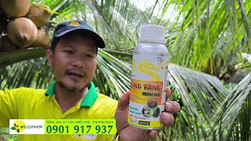 ✅ CÁCH TRỊ NỨT TRÁI DỪA RỤNG TRÁI DỪA - TRỊ KIẾN VƯƠNG ĐUÔNG DỪA