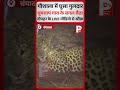 गौशाला में घुसा गुलदार, चुपचाप गाय के बगल बैठा, दोपहर के LIVE वीडियो से खौफ़..!!