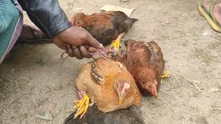 আজকর নতন বলগ মগর কটখল হট কবতর করয বকরয চঞচল মডয