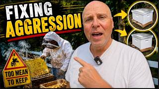 Aggressive Bees? Here's What I Did