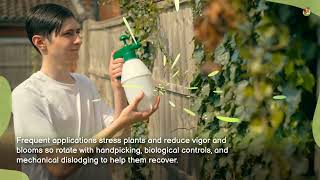 Celebrity 10 Reasons To Be Careful When Using “Safe” Dish Soap for Pest Control In The Garden Profile
