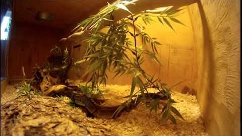 Ball python feeding on mice with GoPro