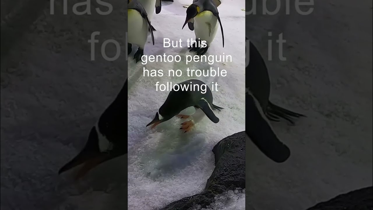 Gentoo Penguin following a UV light!