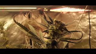 Grower Deacon Dave indoor cannabis grow update on 12/26/ 21  Pre harvest video 100 g  grow  Part 1
