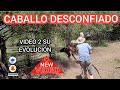 CABALLO DOMADO DIFICIL DE AGARRAR CON MIEDO A LAS PERSONAS