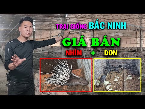 Video: Nhím: sống ở đâu, ăn gì, sinh sản như thế nào