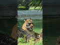 Tigre allo zoo di Napoli 17 settembre 2023 - si riposa sul bordo del laghetto