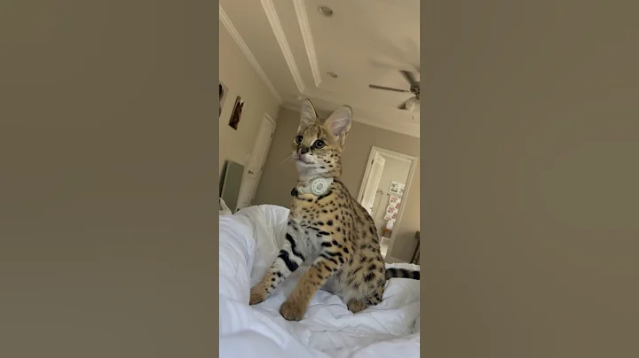 Watch the video about Serval Kitten Play and Fetch #serval #cat #servals #shots