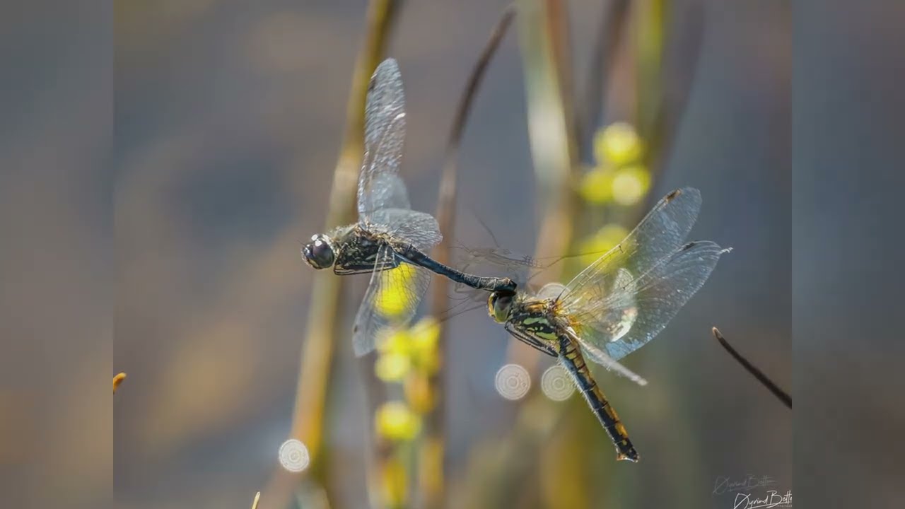 Utvalg naturfoto fra 2025 - Øyvind Betten - Landskap-Makro-Fugler