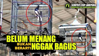 BELUM MENANG BUKAN BERARTI JELEK | Kacer RAMA X CA TITANIUM