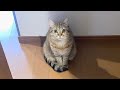 長風呂をしたら猫に心配されました...
