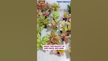 🤯 Rarest aglaonima plants #shorts #aglaonema