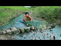 Technology build a stone with bamboo dam to find fish