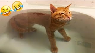 Funny Videos 2024  Cutest Cats Videos 2024 ☺