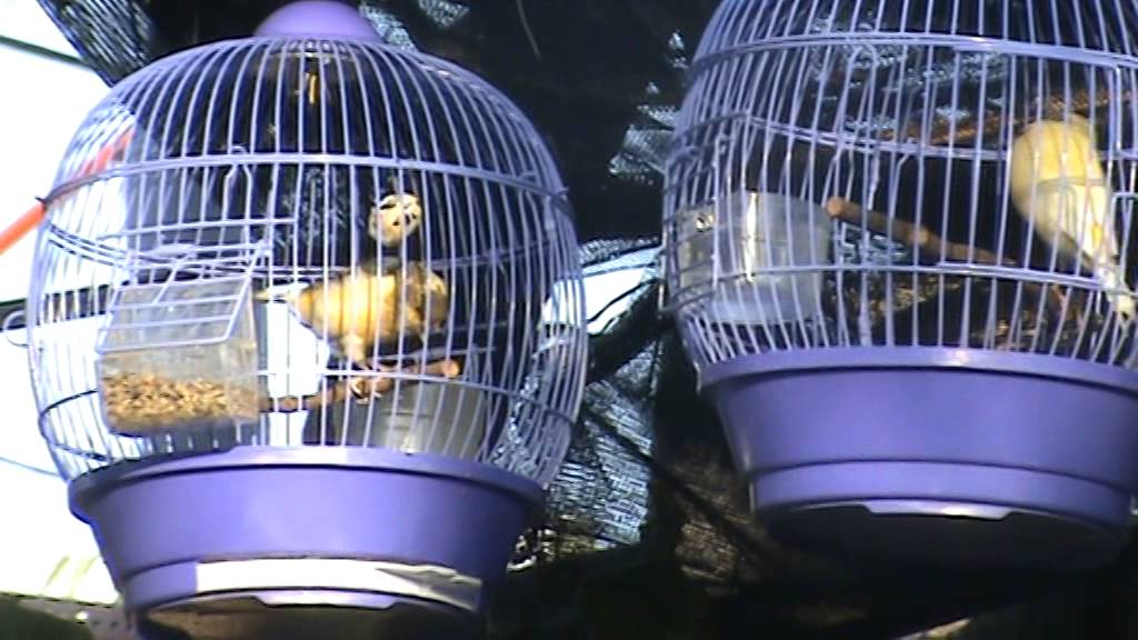 burung kenari F1 murni jangkring 