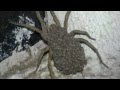 araña cubierta por cientas de arañas