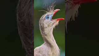 Nature’s Weirdest Animal Sounds 🤯🌿 #shortsfeed #shorts #shortvideo #animals #animalsounds
