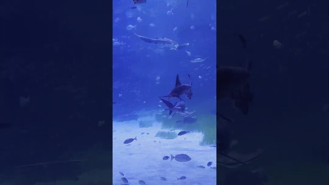 It’s a Treasure Chest : Unveiling the Secrets of the Marine Treasure .  