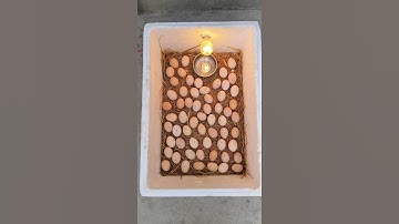 How to make incubator at home and hatch chicken eggs