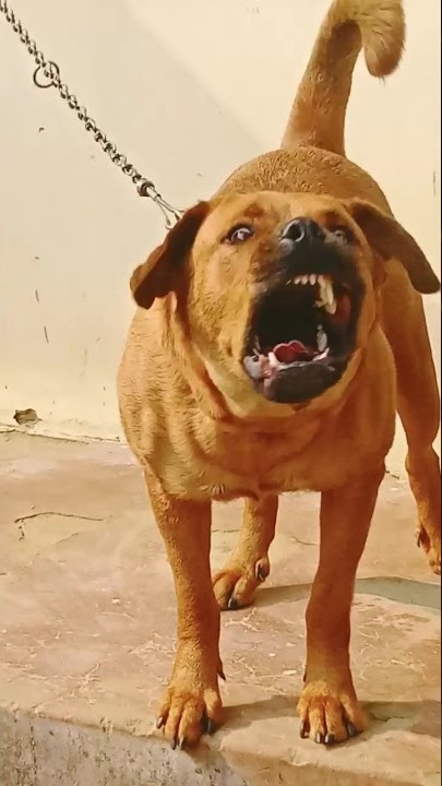 dog sound dog barking loud#shorts #viralshorts #trendingshorts