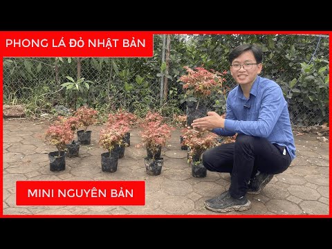 Video: Chọn Cây Phong Nhật Bản Vùng 6 - Các Loại Cây Phong Nhật Bản Cho Vùng 6